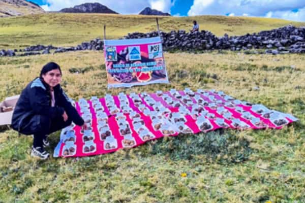 Papas nativas en el corredor papero: Ayash Huaripampa, Pampas de Huamanin, Ayash Pichiu, Juprog, Santa Cruz de Pichiu.